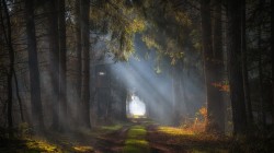 秋天风景森林阳光树林小路桌面壁纸