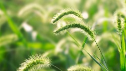 狗尾巴草 护眼 高清 桌面壁纸