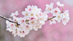 春天风景 树枝 樱花壁纸