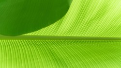 芭蕉叶护眼桌面壁纸