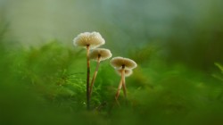 蘑菇苔藓绿色护眼桌面