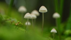 蘑菇 苔藓 绿草 自然绿色护眼高清电脑壁纸