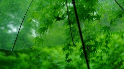护眼 绿色树叶 伞 水珠 高清 电脑壁纸