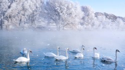 新疆 伊犁 天鹅泉湿地公园风景壁纸