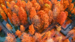 翠竹公园 红色落羽杉 秋季风景电脑桌面壁纸