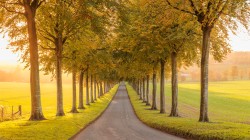 秋天树木隧道风景桌面壁纸