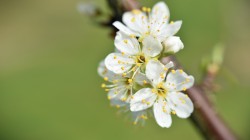 春天盛开的花朵高清壁纸护眼