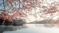 湖畔樱花风景桌面壁纸