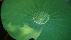 荷叶上的水珠 护眼高清 电脑桌面壁纸