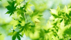 绿色枫树叶 阳光 清新 护眼电脑壁纸