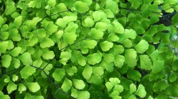 铁线蕨 绿色护眼叶子 高清壁纸