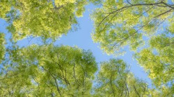 天空 树叶 护眼电脑桌面壁纸高清全屏