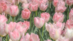 女神节快乐 粉色鲜花 郁金香壁纸