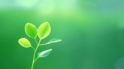 绿色清新护眼绿芽桌面壁纸