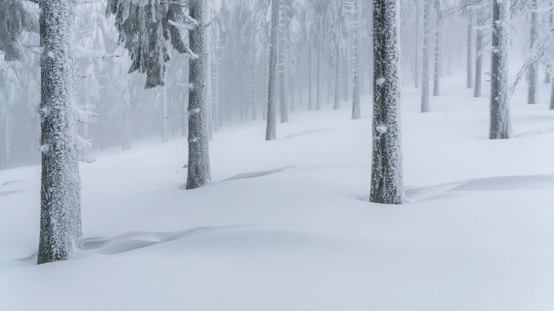 冬季 大雪 山 树林 厚厚的雪 风景 高清 壁纸,第1张