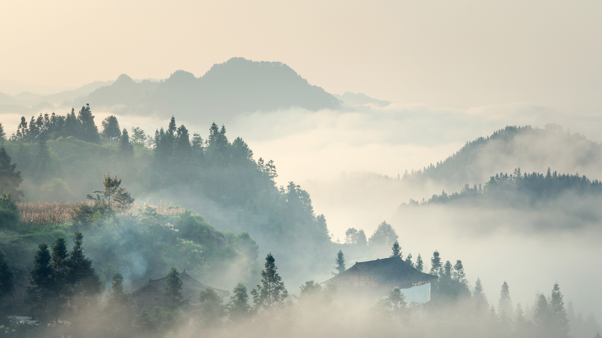 自然 山村 早晨 树 房子 雾 高清 风景 壁纸,第1张