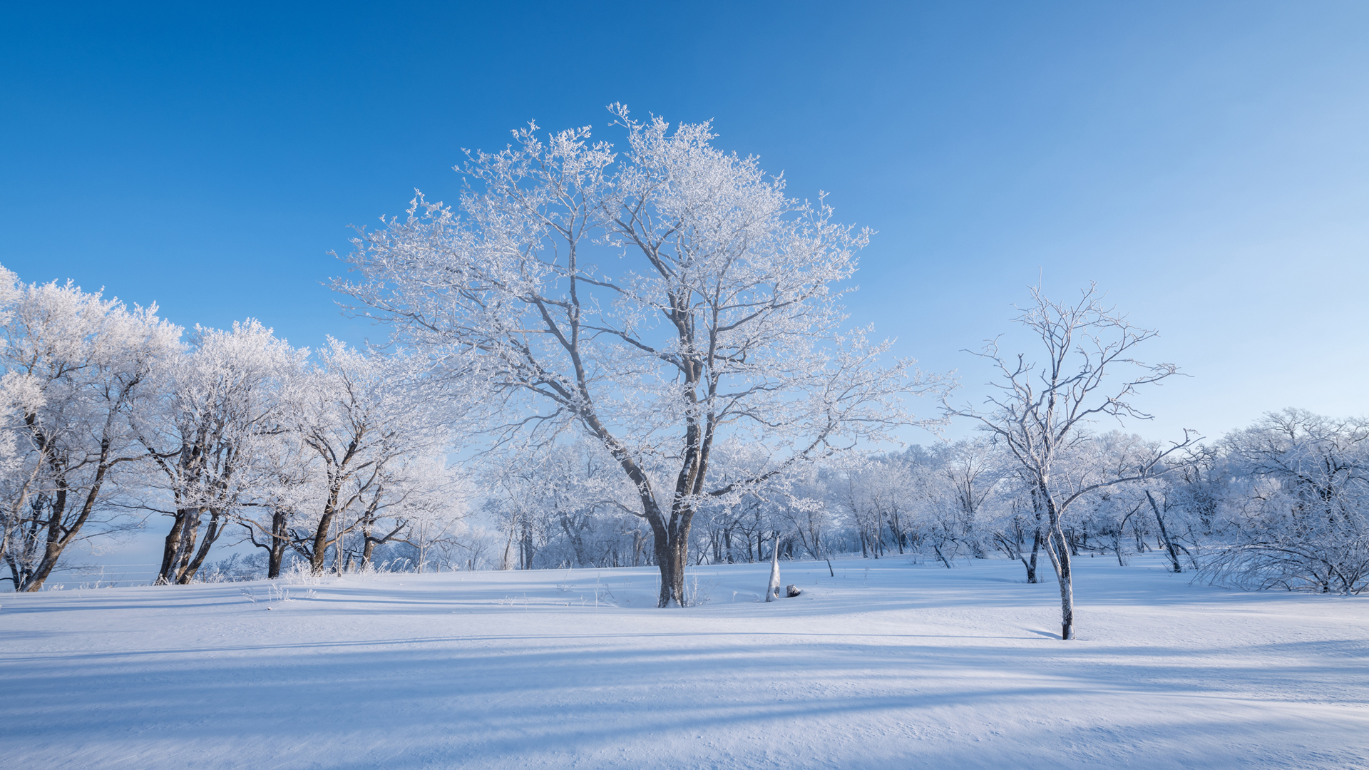 冬天 雪景 树林 雪地 自然风景桌面壁纸,第1张
