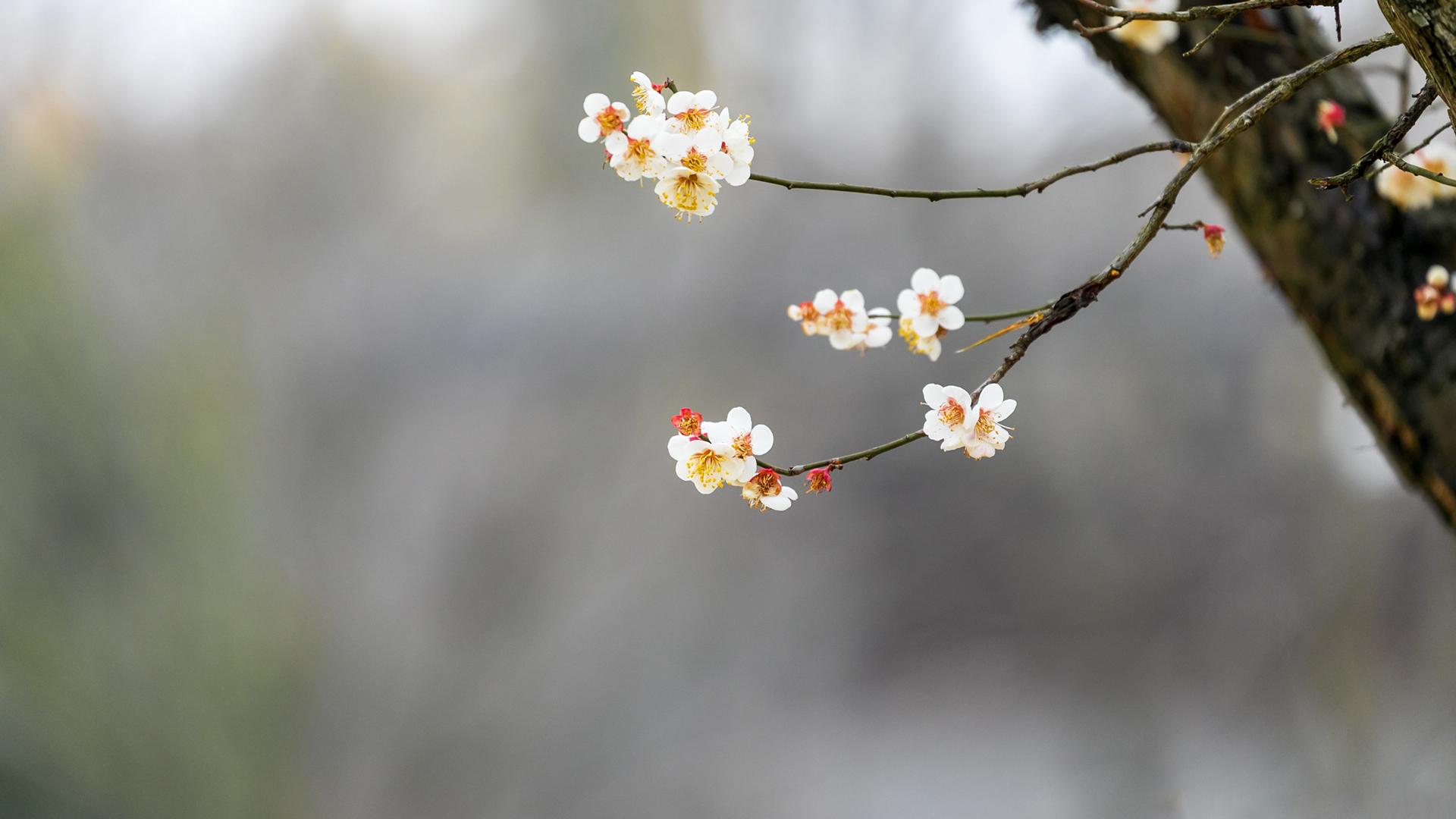 春韵 树 鲜花 春天壁纸,第1张