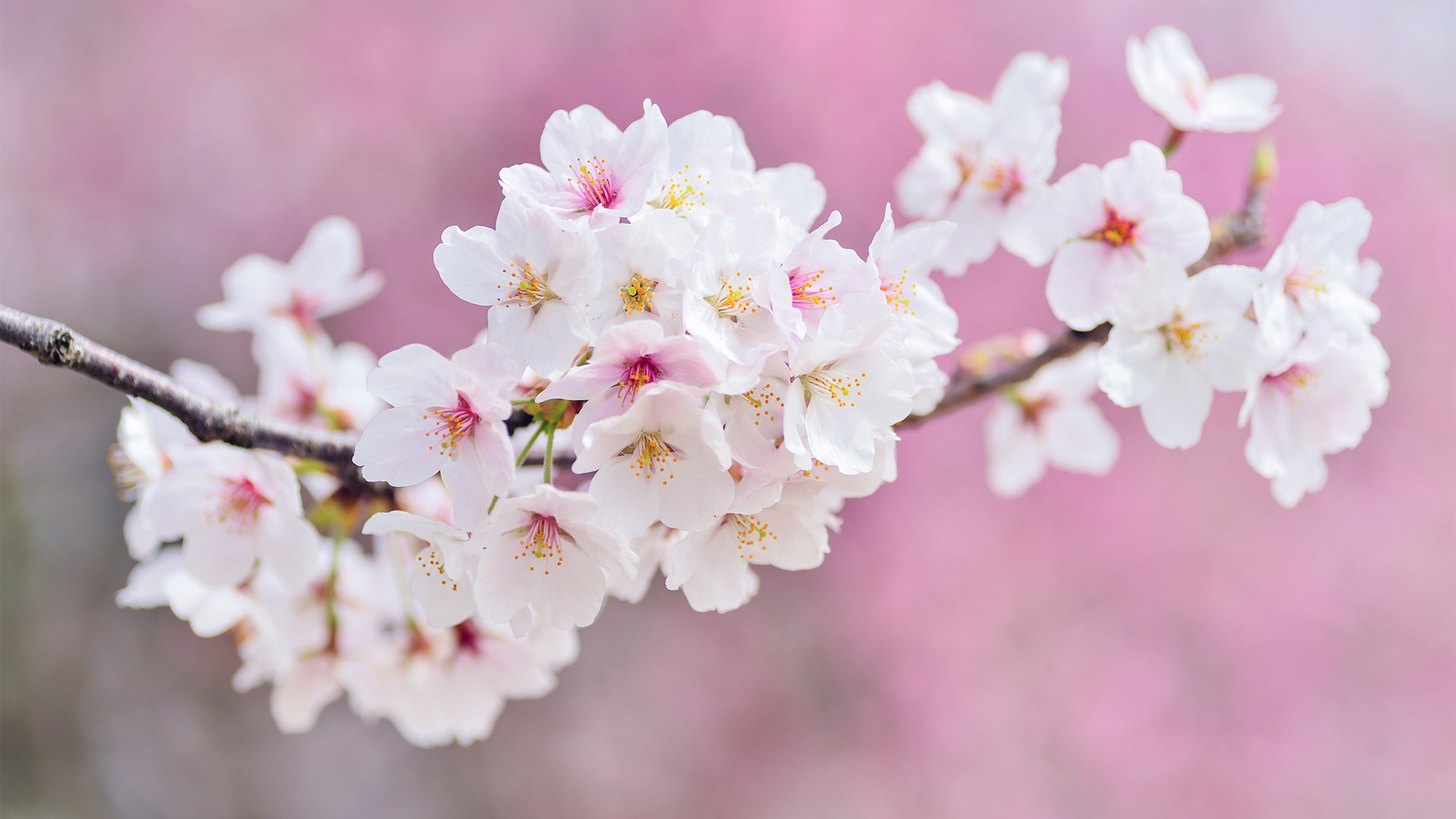 春天风景 树枝 樱花壁纸,第1张