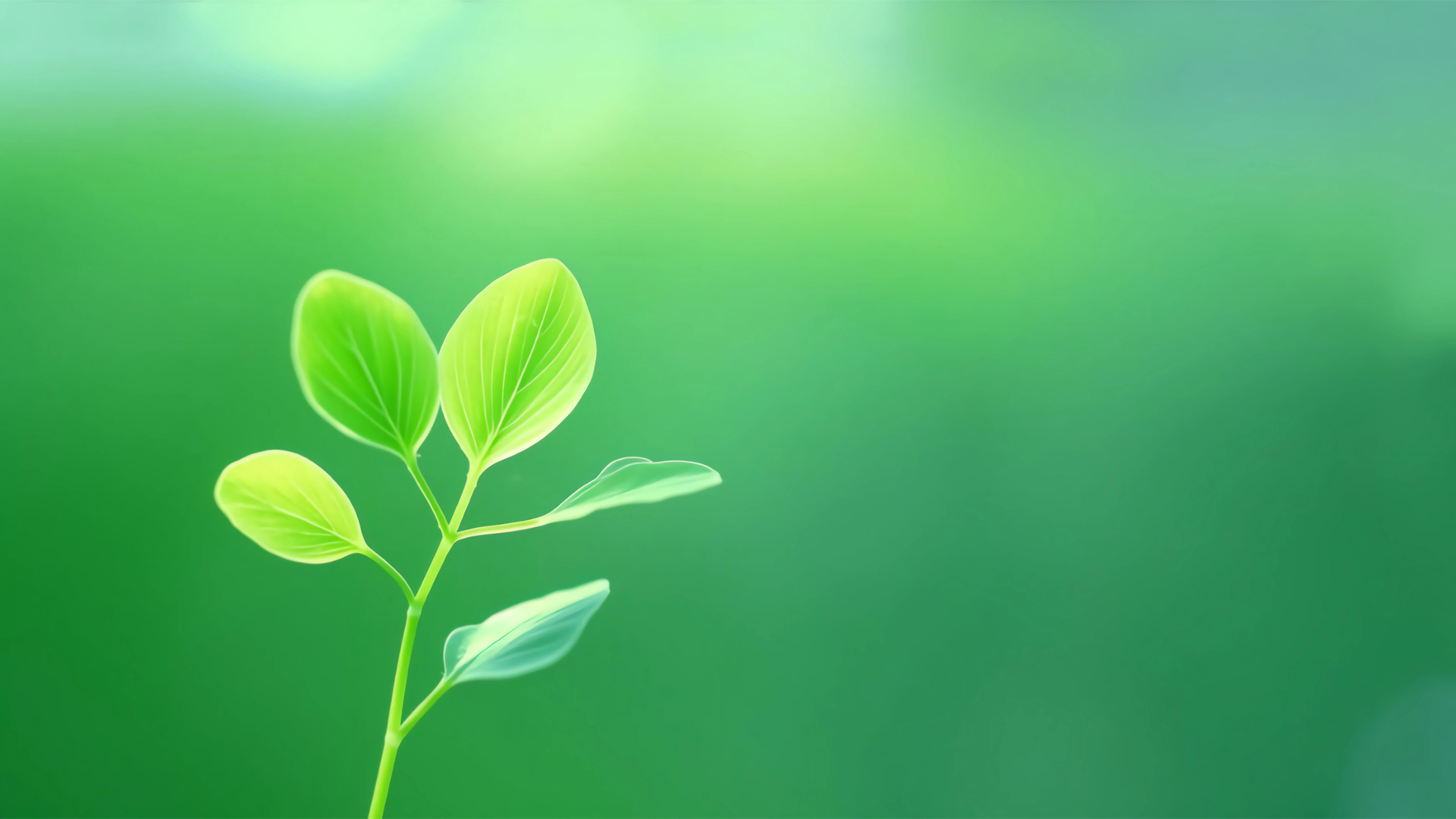 绿色清新护眼绿芽桌面壁纸,第1张