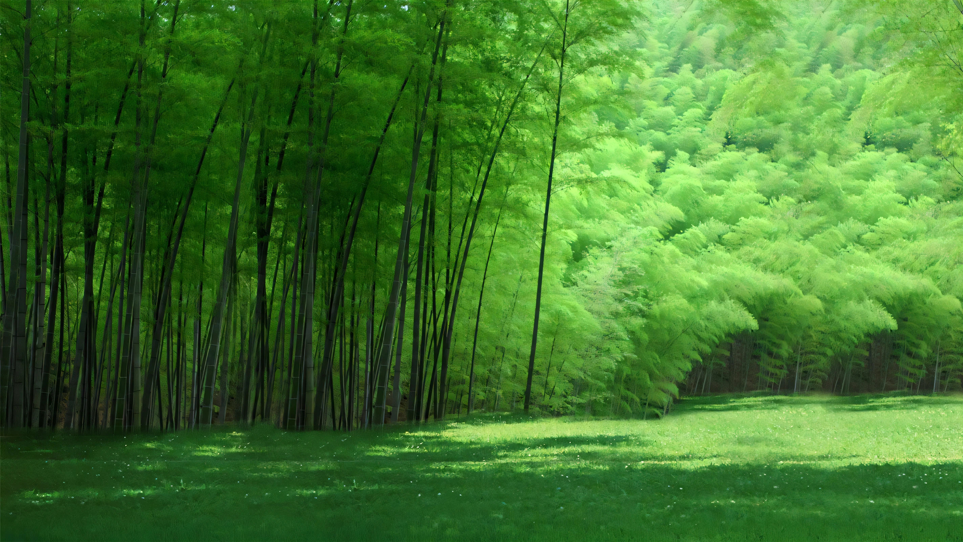 绿色毛竹林护眼风景电脑壁纸,第1张