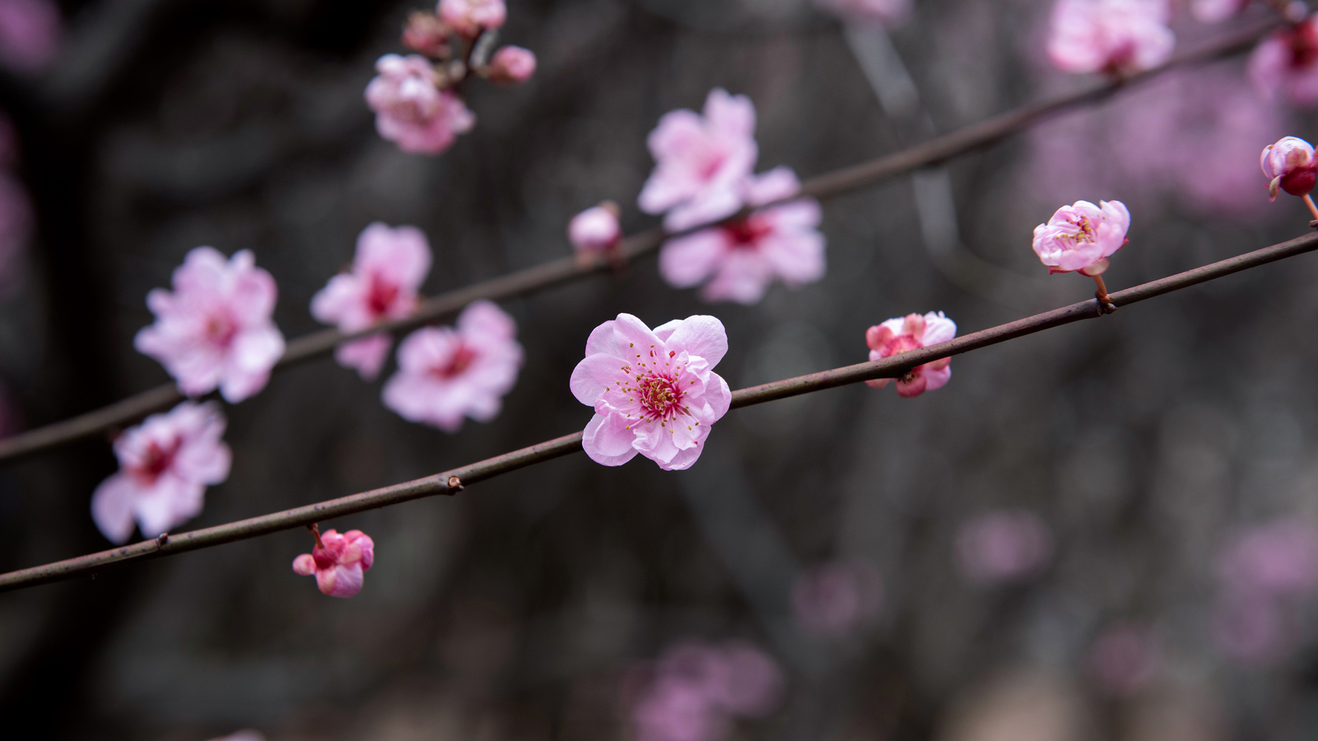 梅花高清电脑壁纸,第1张