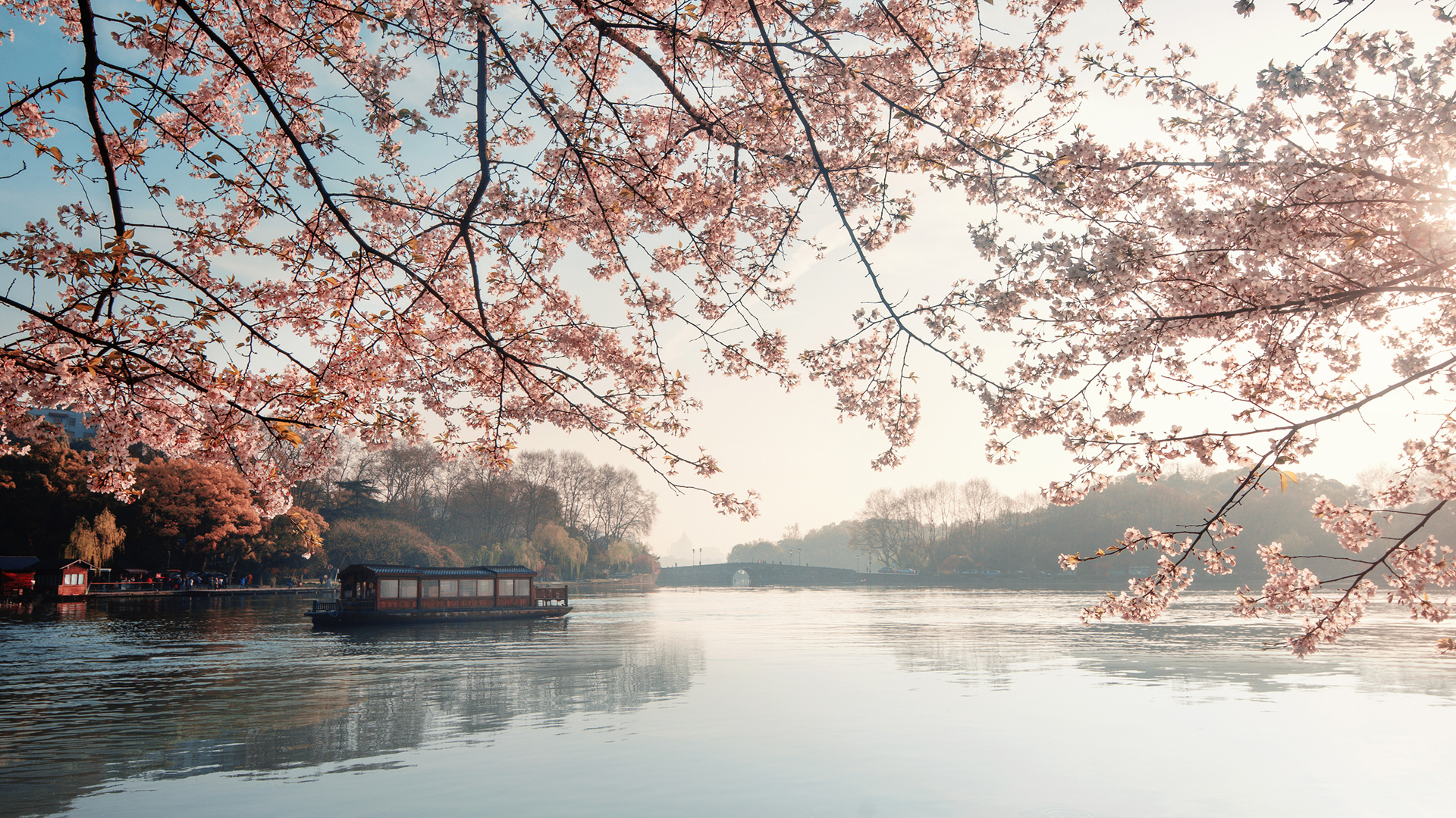 湖畔樱花风景桌面壁纸,第1张