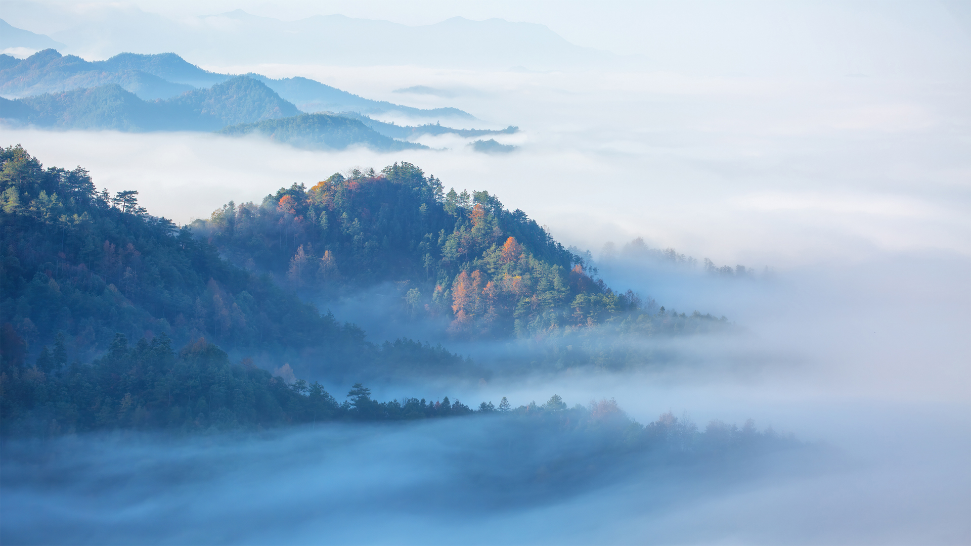 森林 雾 唯美高清风景 横屏电脑桌面壁纸,第1张