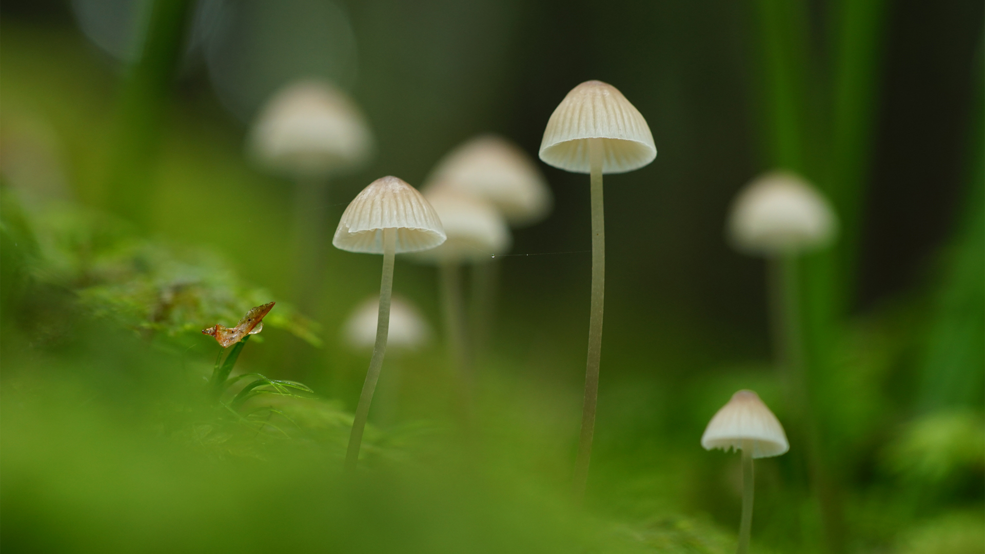 蘑菇 苔藓 绿草 自然绿色护眼高清电脑壁纸,第1张