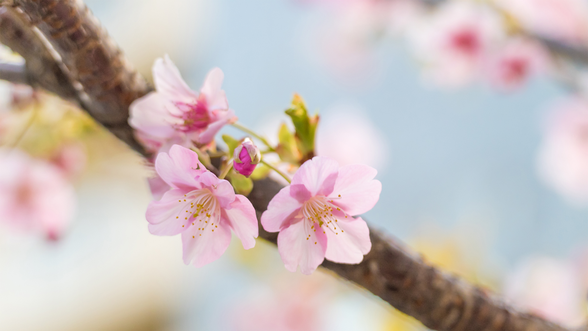 春天粉色樱花高清电脑壁纸,第1张