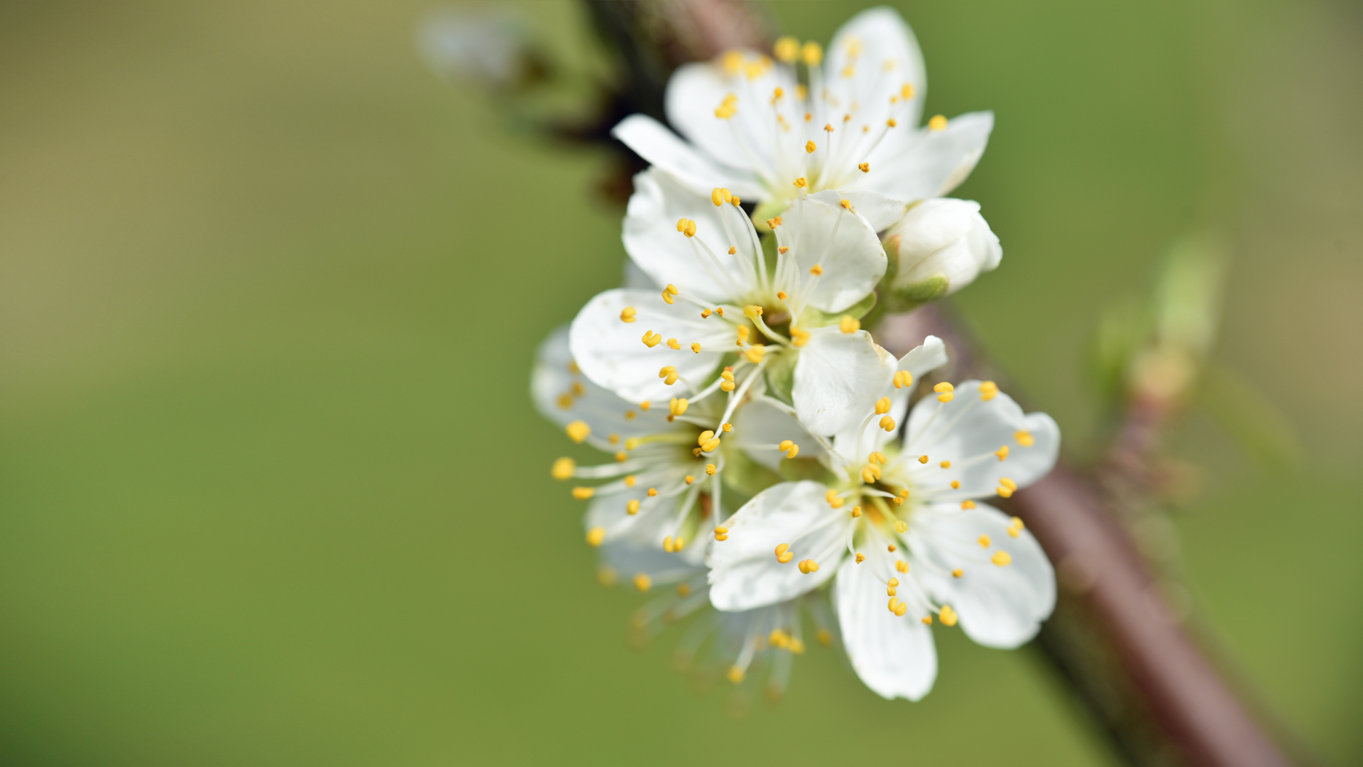 春天盛开的花朵高清壁纸护眼,第1张
